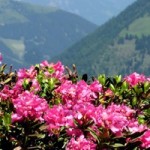 PhytoCellTec ™ Alp Rose – Komórki macierzyste z róży alpejskiej